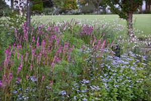 メドウガーデンの様子