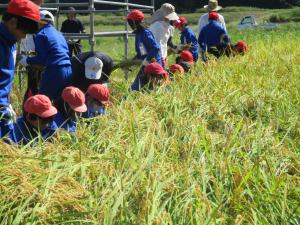 稲刈り１