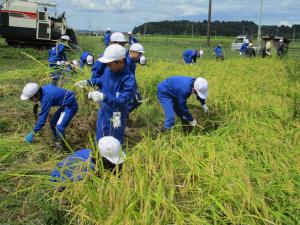 稲刈り３