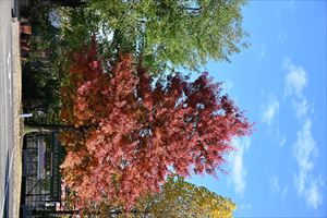 駐車場のイングリッシュオーク