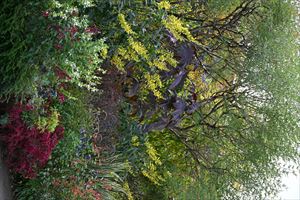 ボーダーガーデン