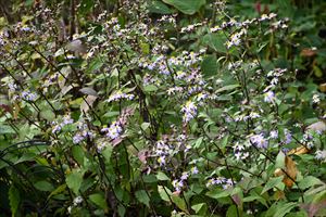 ボーダーガーデンの様子