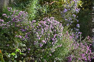 ボーダーガーデンの様子