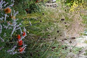 ガーデンテント付近