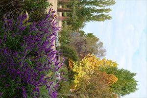 ガーデンテント付近