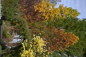 ガーデンテント付近