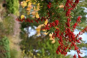 ガーデンテント付近