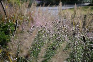 ガーデンテント付近