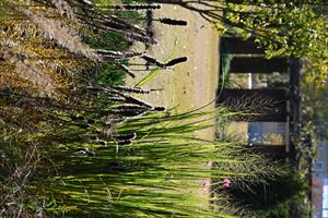 ロックガーデン