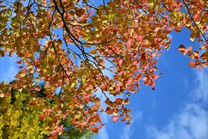 メドウガーデン