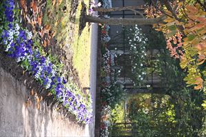 メドウガーデン