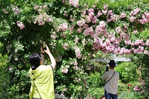 スマホでお花を撮影する様子