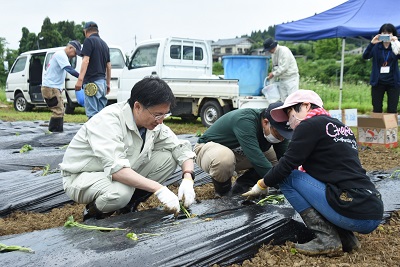 定植作業をする様子