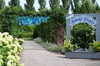 サマーディスプレイ