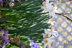 ボーダーガーデンの様子