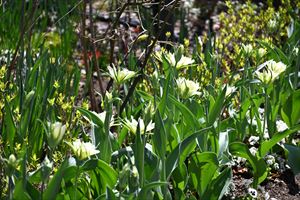 ボーダーガーデンの様子