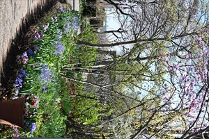 ボーダーガーデンの様子