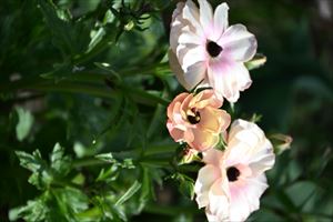 ボーダーガーデンの様子