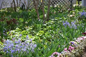 ボーダーガーデンの様子