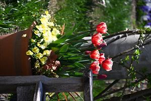 ボーダーガーデンの様子