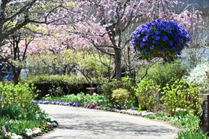 ボーダーガーデンの様子