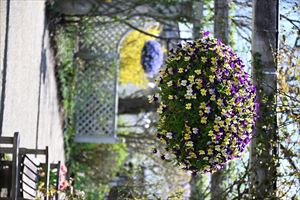 ボーダーガーデンの様子