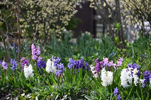 メドウガーデン