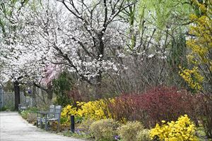 メドウガーデン