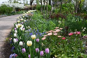 ボーダーガーデン春エリア