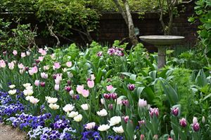 ボーダーガーデン春エリア