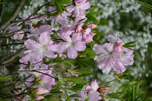 ボーダーガーデン春エリア