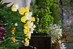 ボーダーガーデン夏エリア