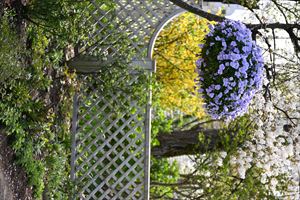 ボーダーガーデン夏エリア