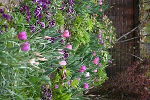 ボーダーガーデン夏エリア