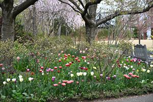 メドウガーデン