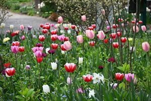 メドウガーデン