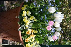 メドウガーデン