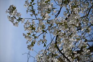 ウエディングガーデン