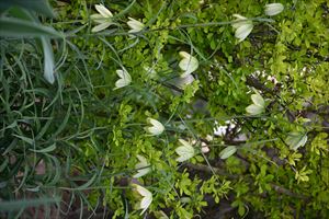 ウエディングガーデン