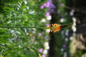 ウエディングガーデン