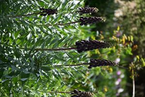 ウエディングガーデン