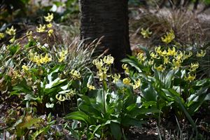 ロックガーデン