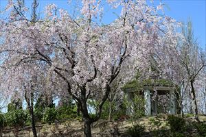 ロックガーデン