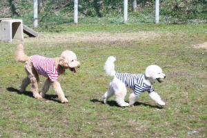 ドッグランの様子