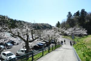 大平森林公園の桜