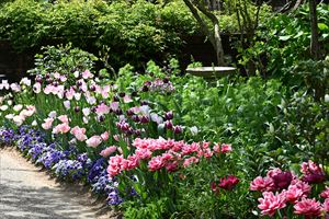 ボーダーガーデン