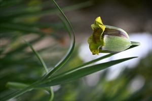 ボーダーガーデン