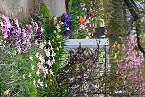 ボーダーガーデン