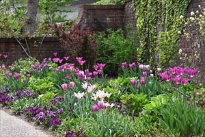 ボーダーガーデン