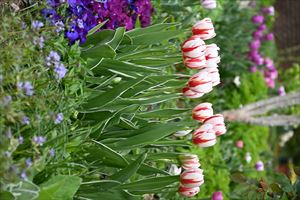 ボーダーガーデン